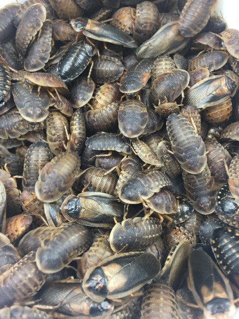Dubia Roaches:  LARGE Nymphs by the Pound (some adults) - Special