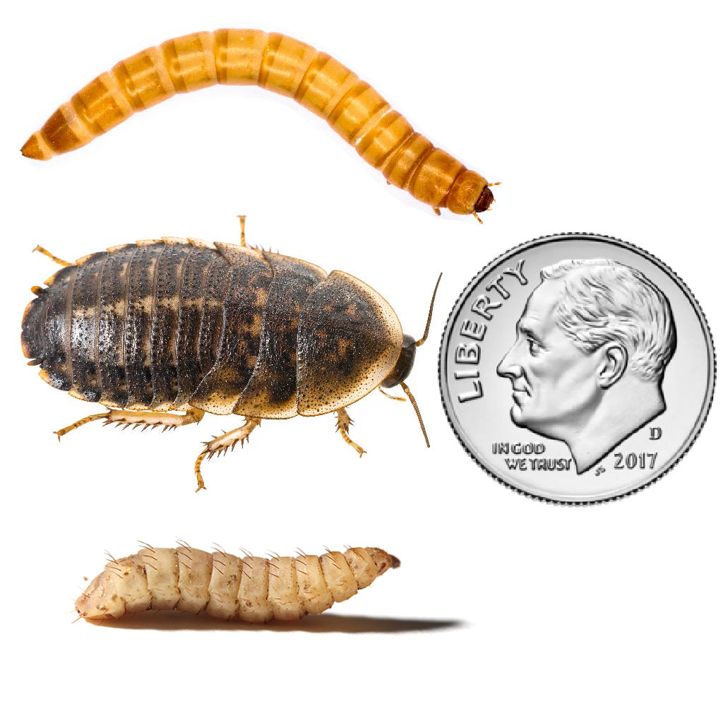 Snack Pack Dubia Roaches, DubiGrubs, Mealworms (Large)