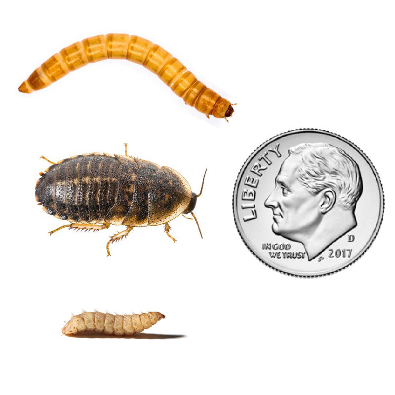 Dubia Roaches, Mealworms, DubiGrubs Medium Snack Pack