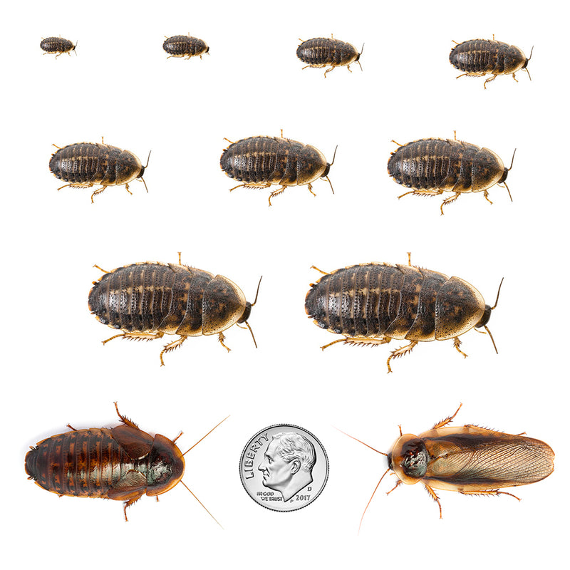 Dubia roach size chart