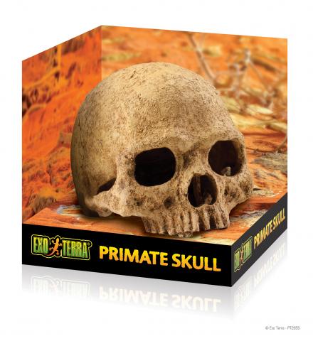 Exo Terra Primate Skull - display box