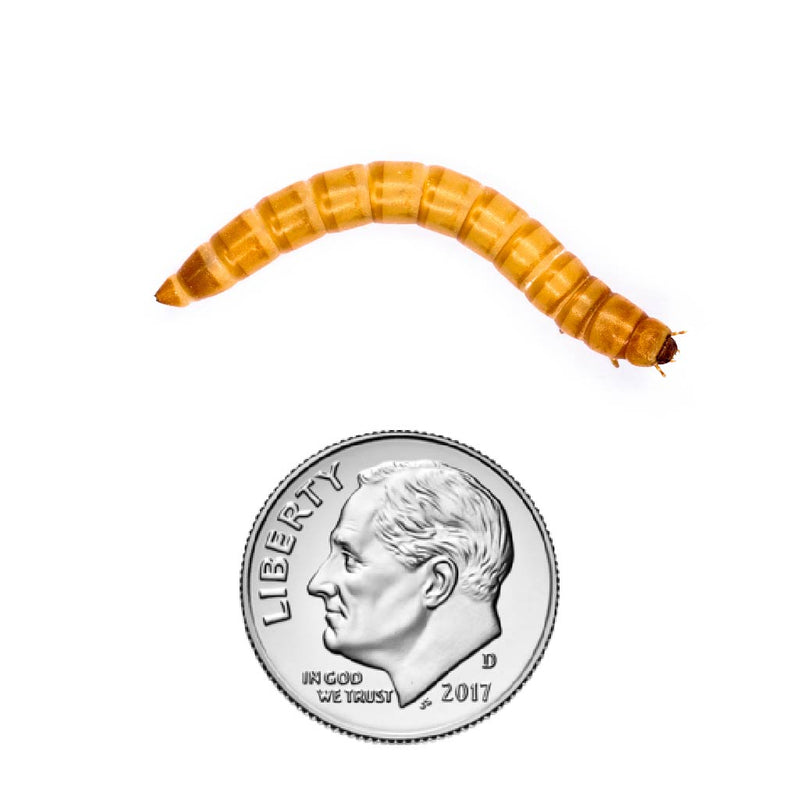 Tenebrio molitor mealworm large