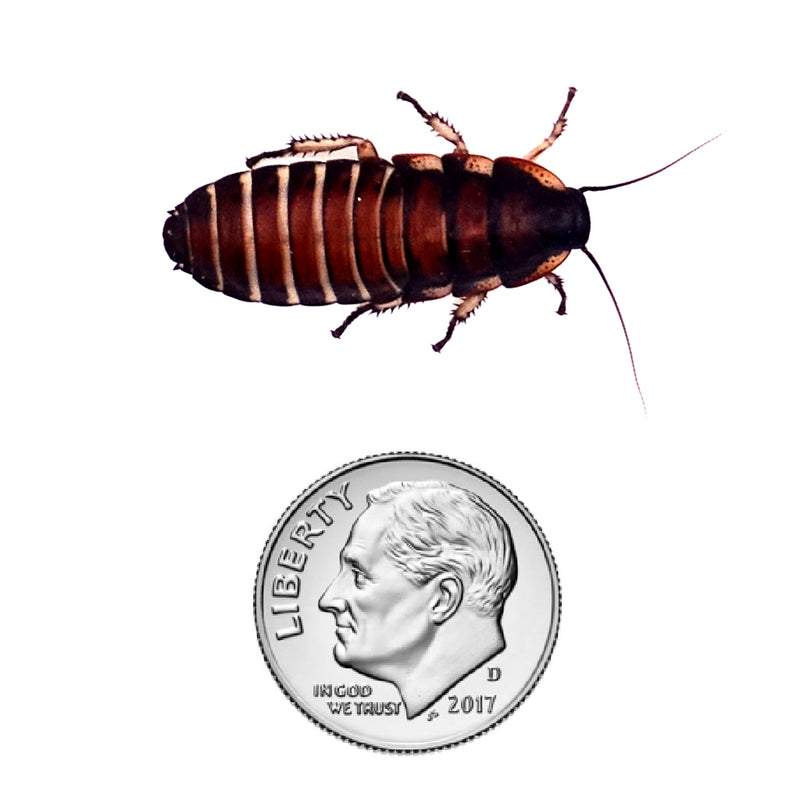 Madagascar Hissing Cockroach Nymph Size 1"