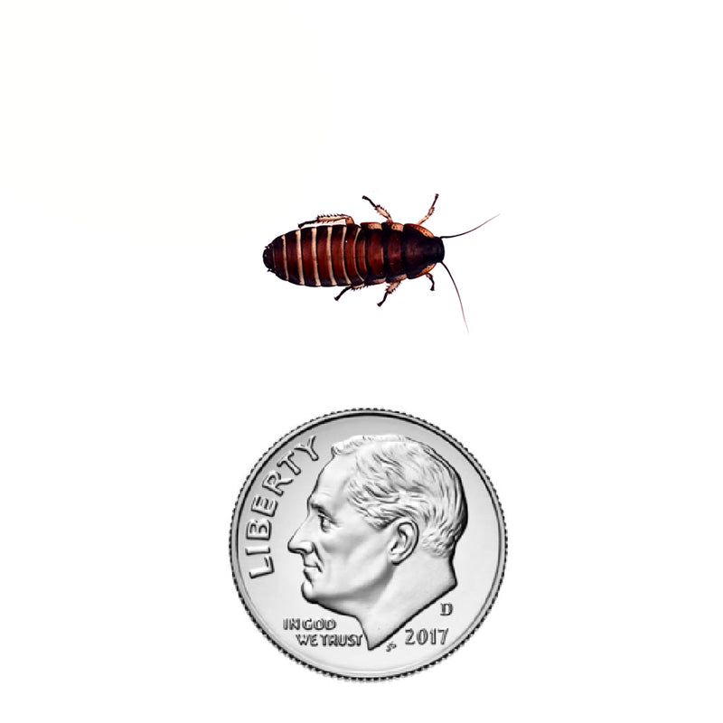 Madagascar Hissing Cockroach Nymph 1/2" inch in size
