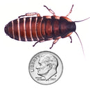 Madagascar Hissing Cockroach Nymph Size 1.5" Inches