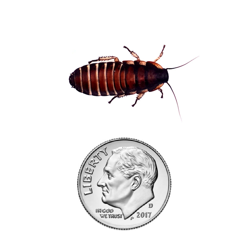 Madagascar Hissing Cockroach Nymph size 3/4"