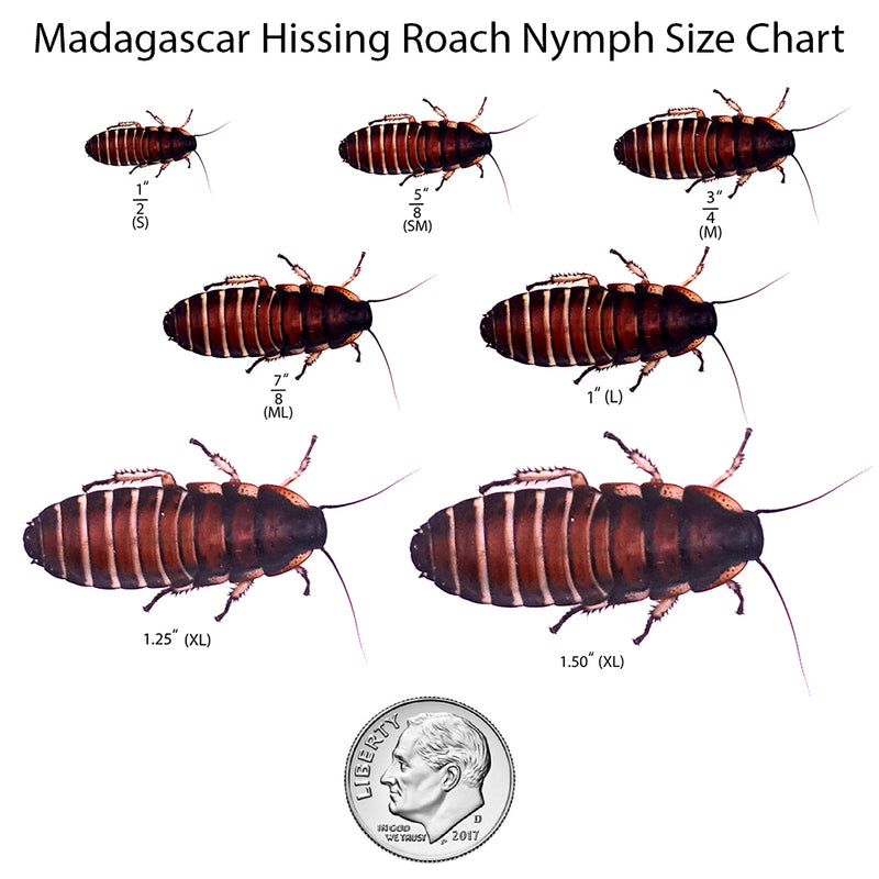 Madagascar Hissing Cockroach Nymph Sizing Chart