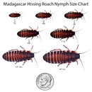 Madagascar Hissing Roach Nymph Size Chart