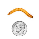 Mealworms