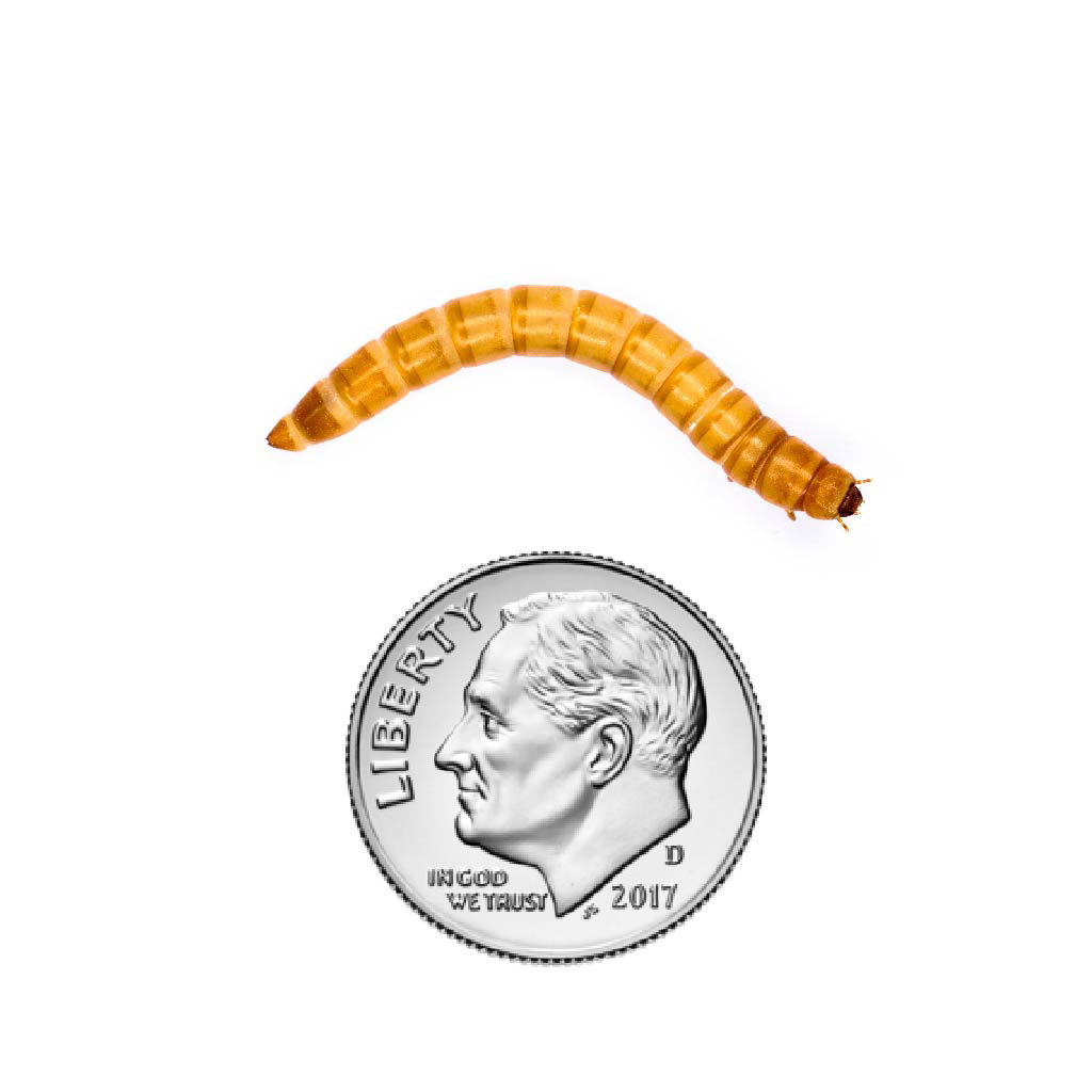 Mealworms