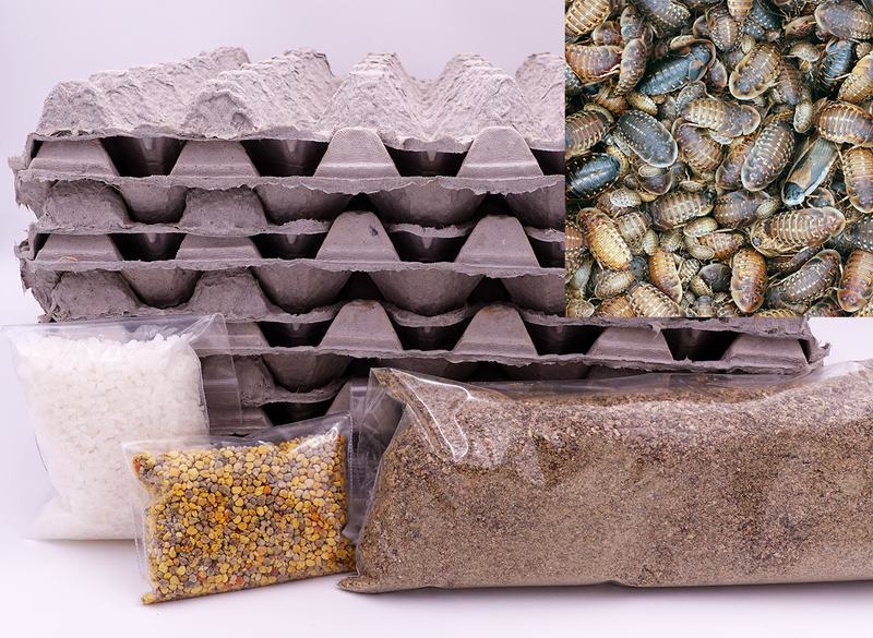 Dubia roach medium starter colony kit