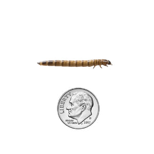 Dubia Roaches