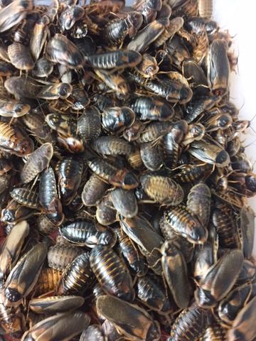 Mostly adult dubia roaches and some large nymphs