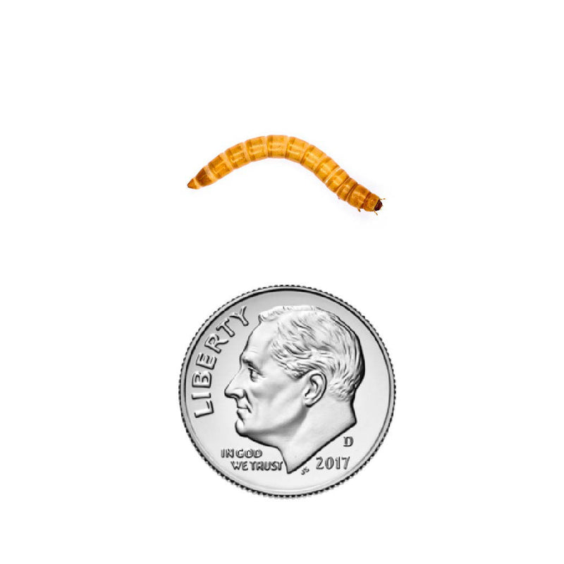 Tenebrio molitor mealworm small